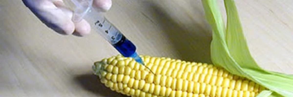 Hormonlu gıda erken ergenlik nedeni