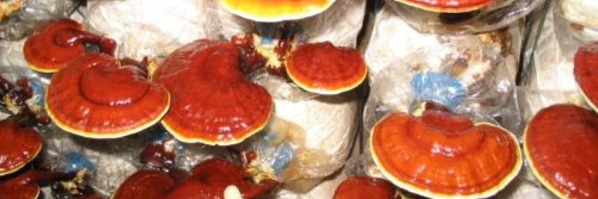 Reishi mantarının tarihçesi