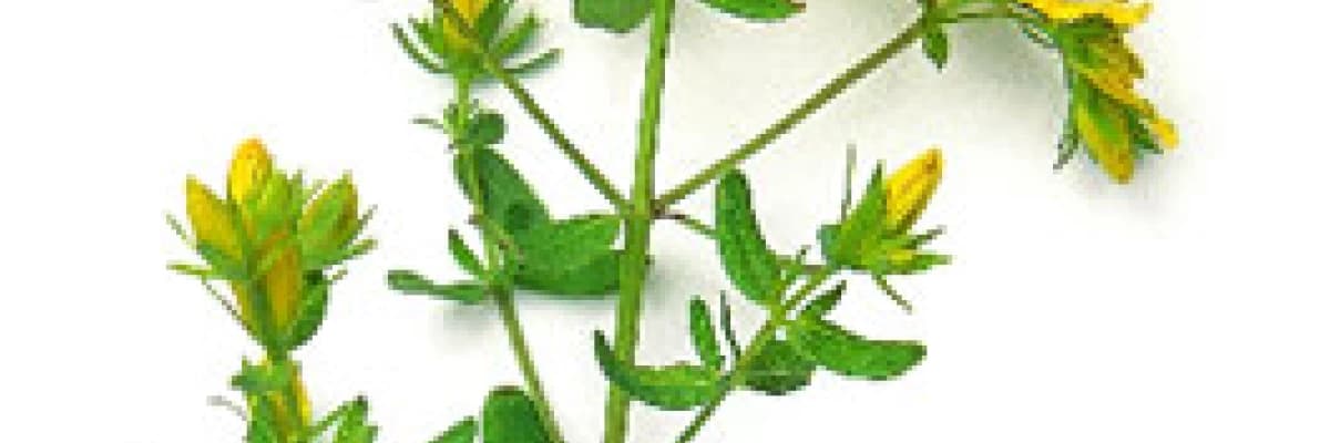 Stressiz bir yaşam için sarı kantaron