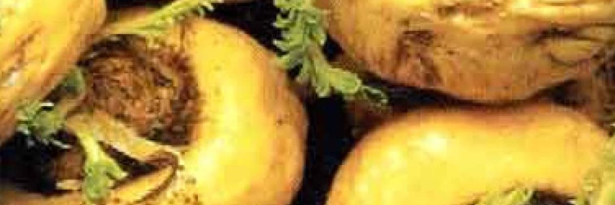 Genç kalmanın sırrı !