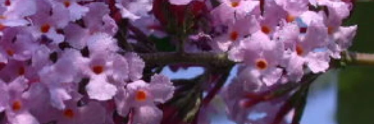 Adet dönemi problemlerinizde önemli bitkisel desteğiniz!