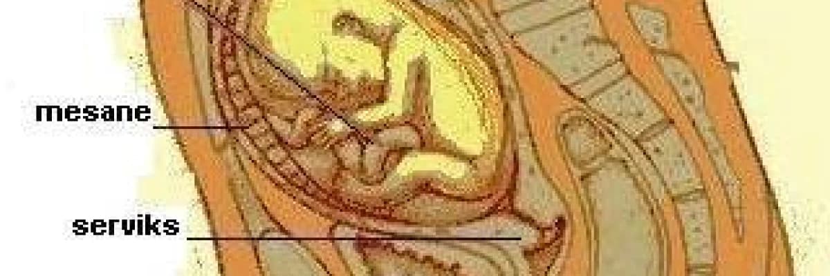 Hafta hafta gebelik: 16-20. Haftalar