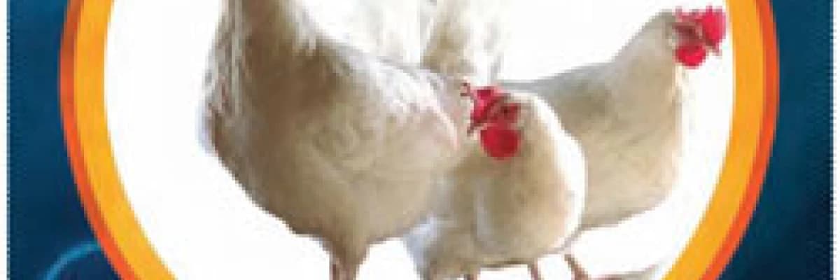 Neden kuş gribi bizi endişelendiriyor?