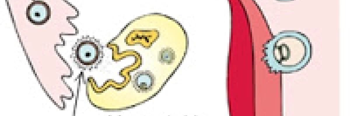 Yumurta çatlaması nedir?