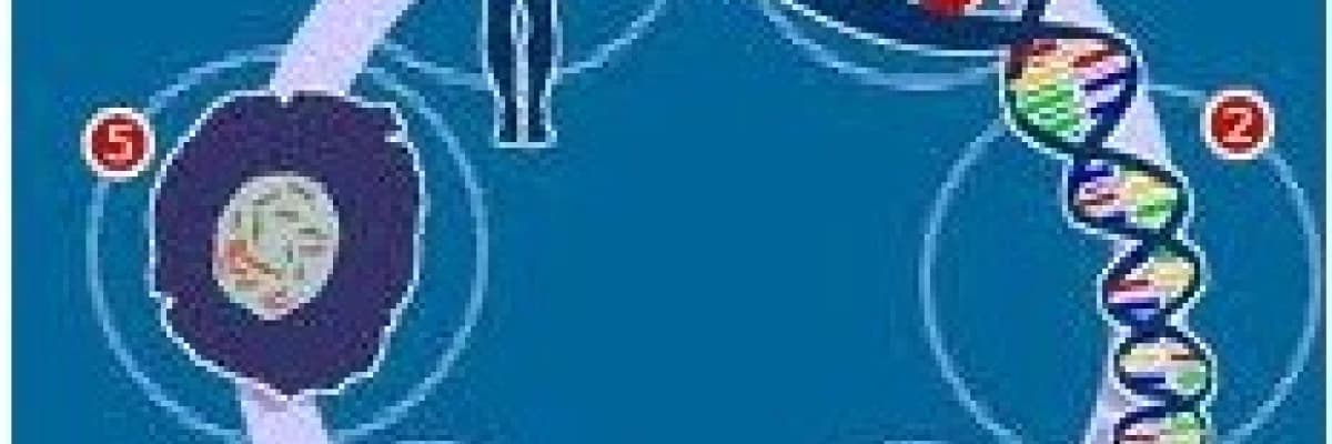 Meme kanserinde genetik