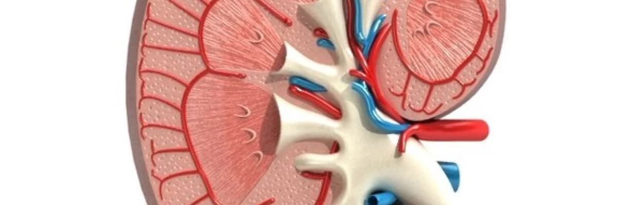 Böbrek hastalığını akla getirebilecek 11 temel yakınma