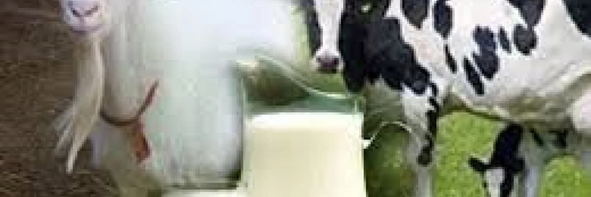 İnek sütü yararlı mı? Zararlı mı ?