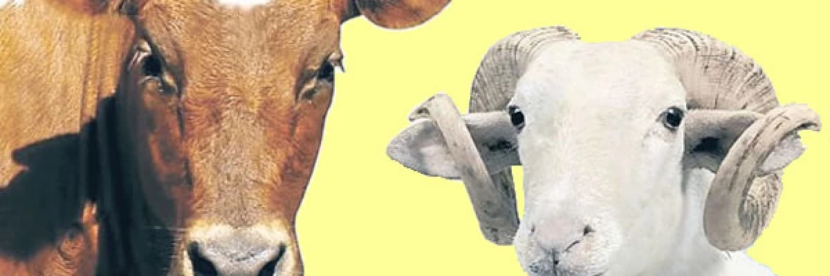 Kurban bayramı'nda beslenmeye dikkat !!