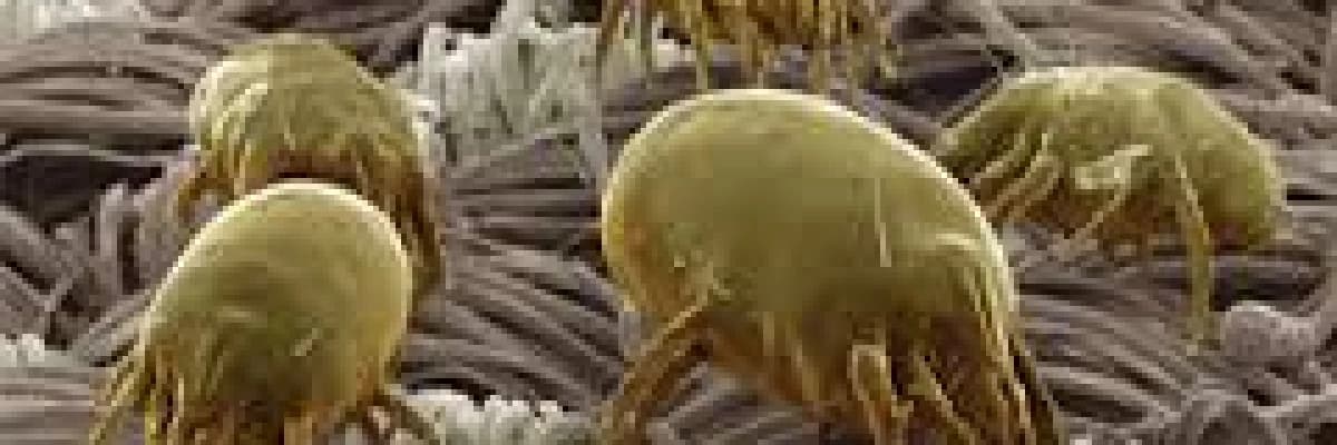 Ev Tozu Akarları Belirti ve Tedavisi