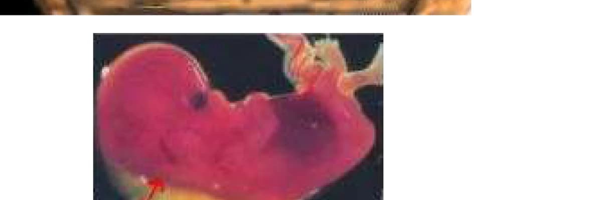 İkili Test - Ense Kalınlığı Ölçümü