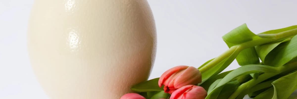 YUMURTA DONDURMA NEDİR?