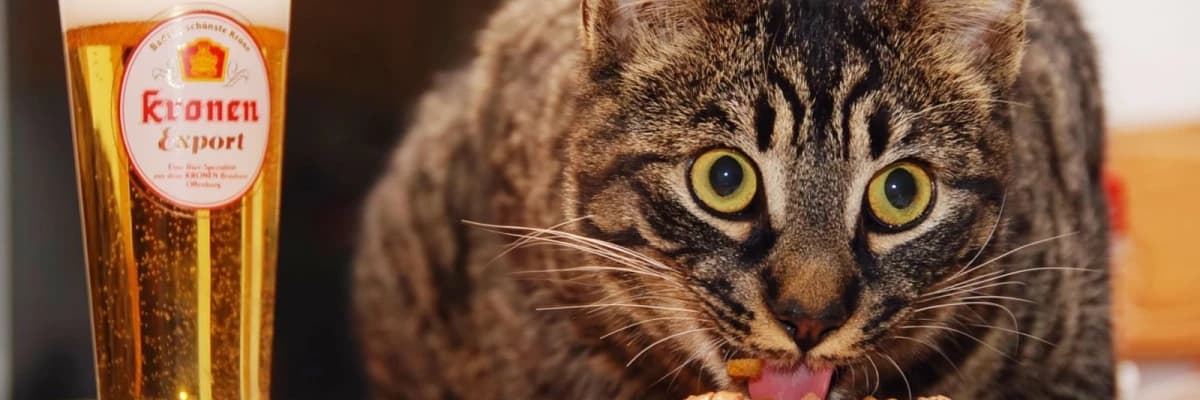 Yemeklerde Alkol Tüketimi Daha Fazla Yemeye Yol Açıyor!