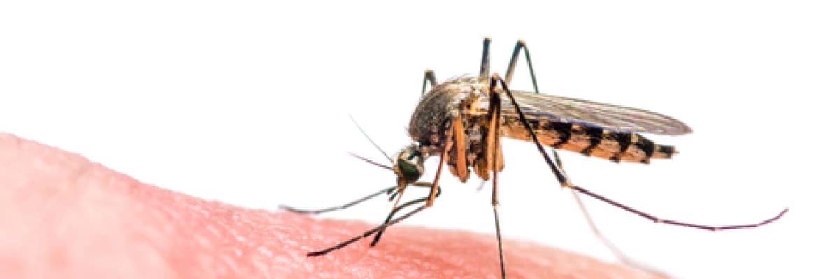 ZİKA VİRÜS NEDİR ?