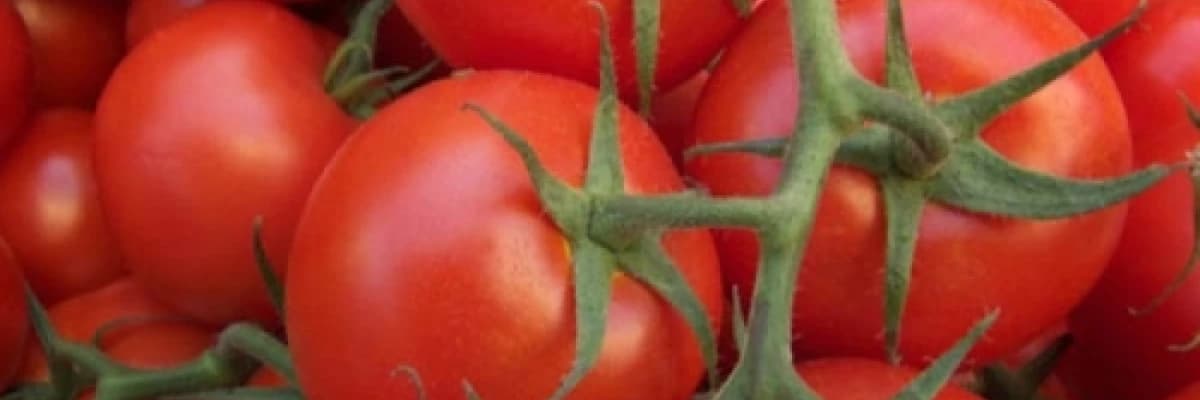 Daha fazla domates yiyerek prostat kanserinden korunabilir miyiz?