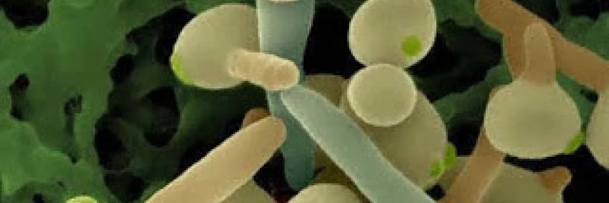 Kandida mantarı (candida albicans) sindirim rahatsızlıkları, dikkat eksikliği, fazla kilo ve depresyon nedenidir.