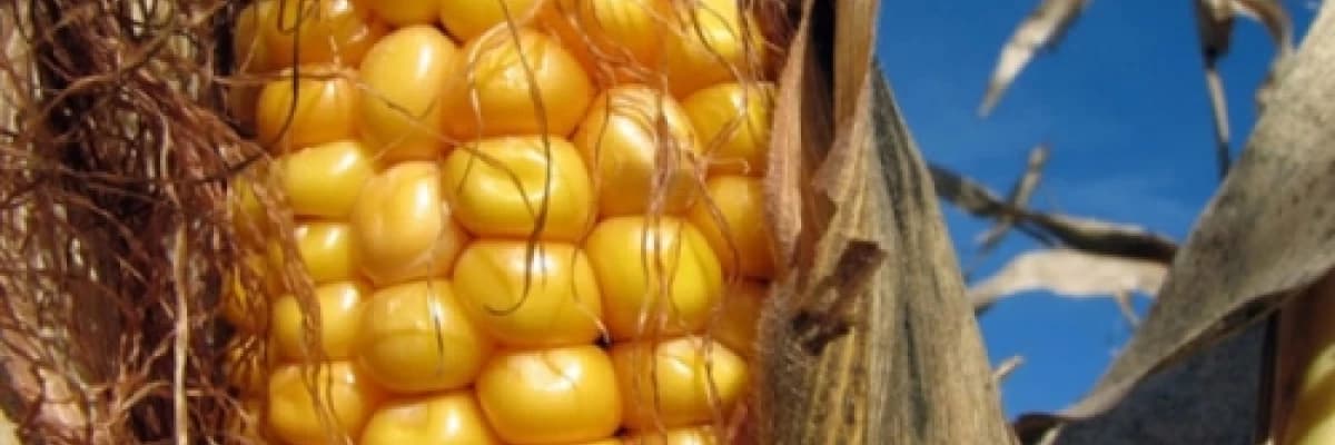 Karaciğer kanserinde aflatoksin etkisi!