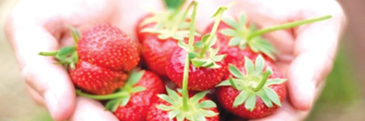 ÇİLEK VE FAYDALARI