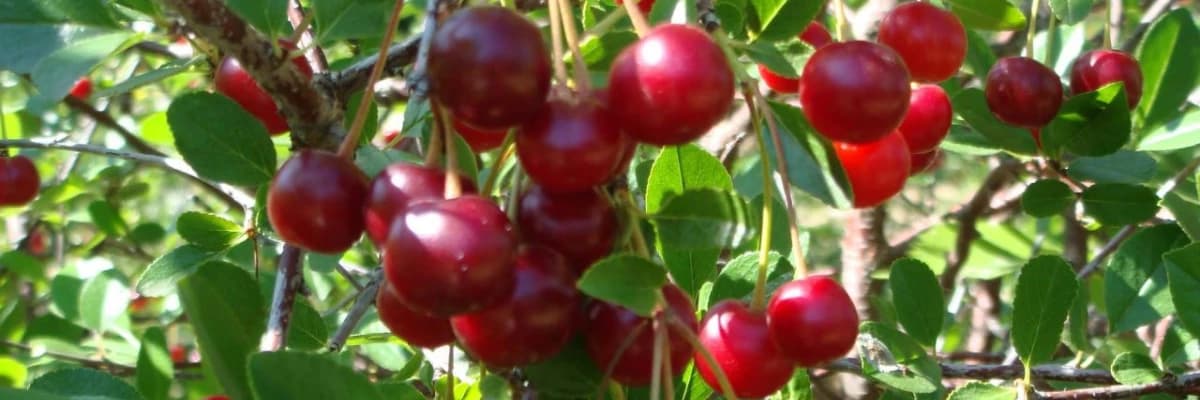 Vişne ve faydaları