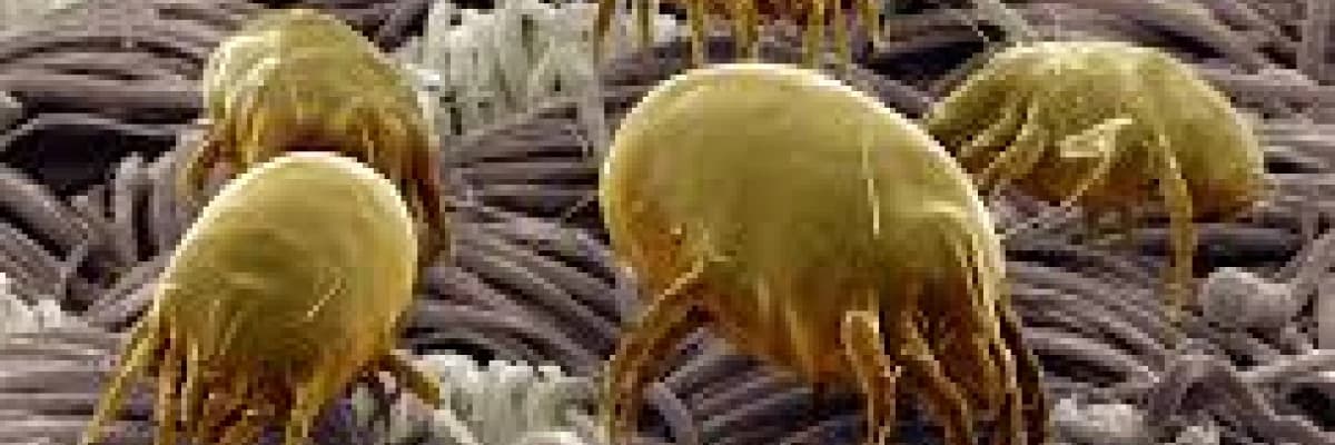 Evdeki alerjenler nelerdir? Aynı ortamı paylaştığımız akarlar alerjik reaksiyon sebebi