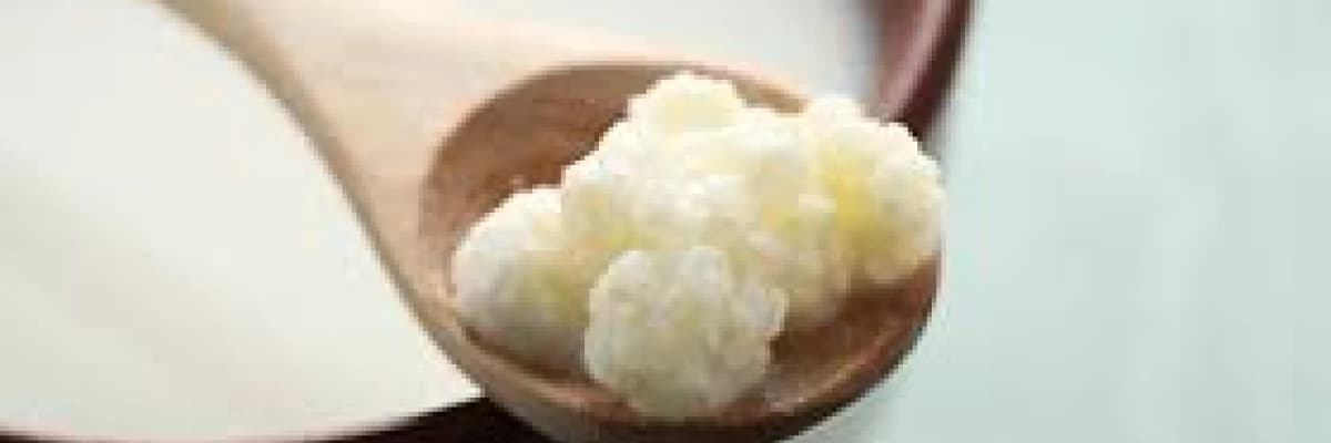 PREBİYOTİK- PROBİYOTİK NEDİR?  NE İŞE YARAR?