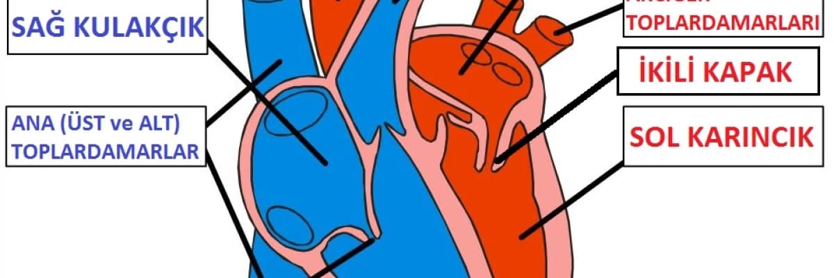 Doğuştan kalp hastalığı nedir?