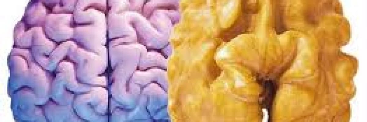 BESİNLERLE BESLENEN BEYİN