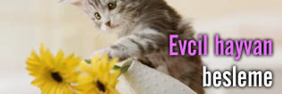 Evcil hayvan besleme