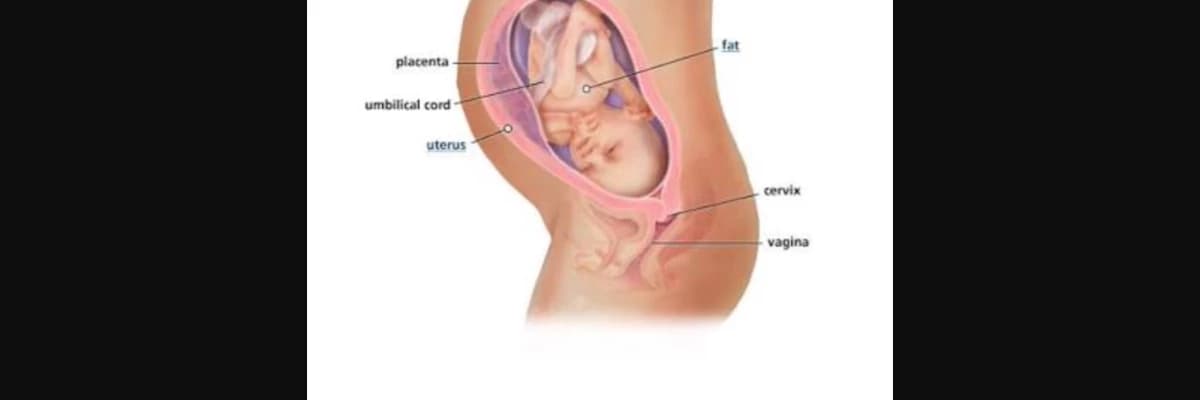 Kısırlık hakkında genel bilgiler