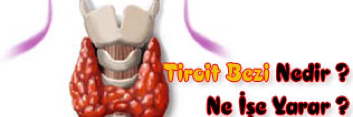 Tiroit bezi nedir ve ne işe yarar ?