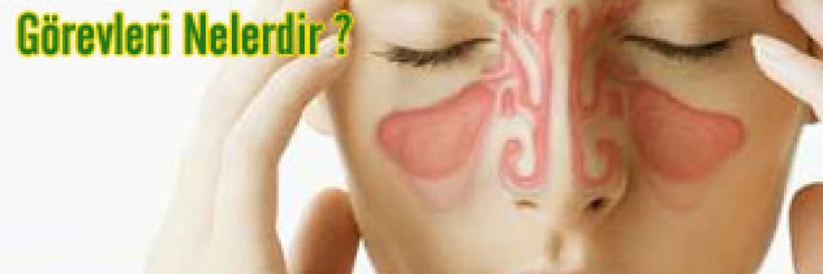Sinüs nedir ? sinüslerin görevleri nelerdir ?
