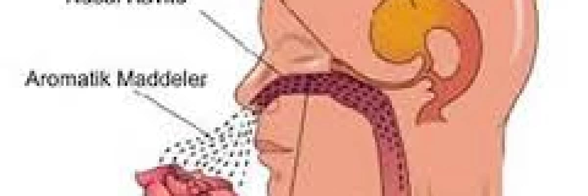 Koku ve tat nedir ? Koku ve tadın önemi...