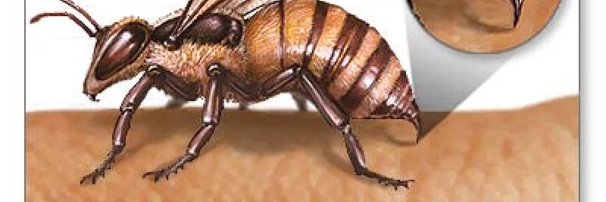 Arı alerjisinde aşı tedavisi