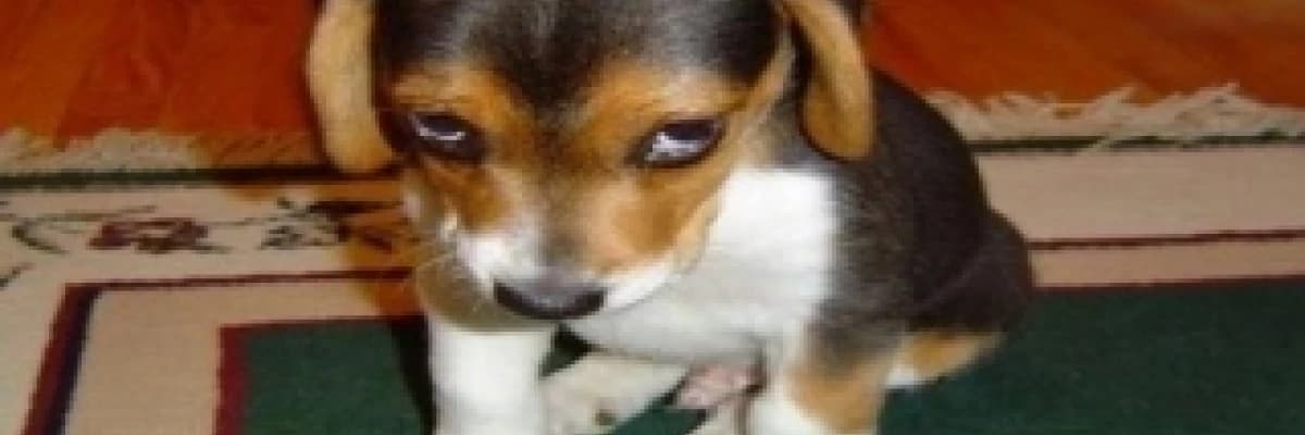 El değiştiren köpekler