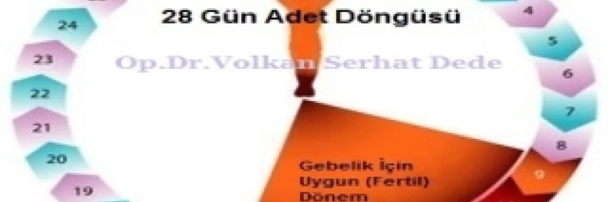 Normal Adet Döngüsü ve Gebelik Başlangıcı