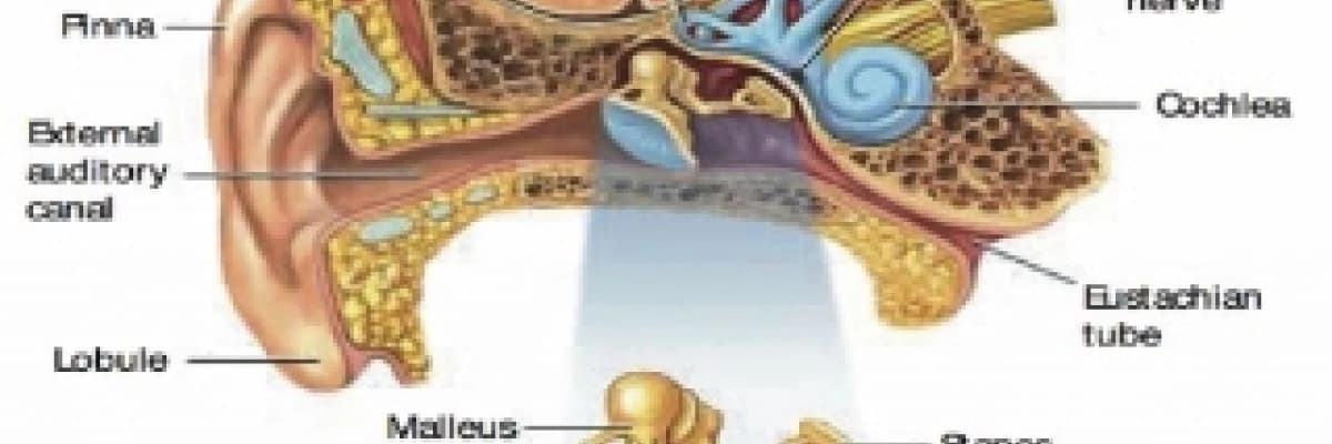 VERTİGO BAŞDONMESİ DENGE BOZUKLUĞU SALLANTI HİSSİ