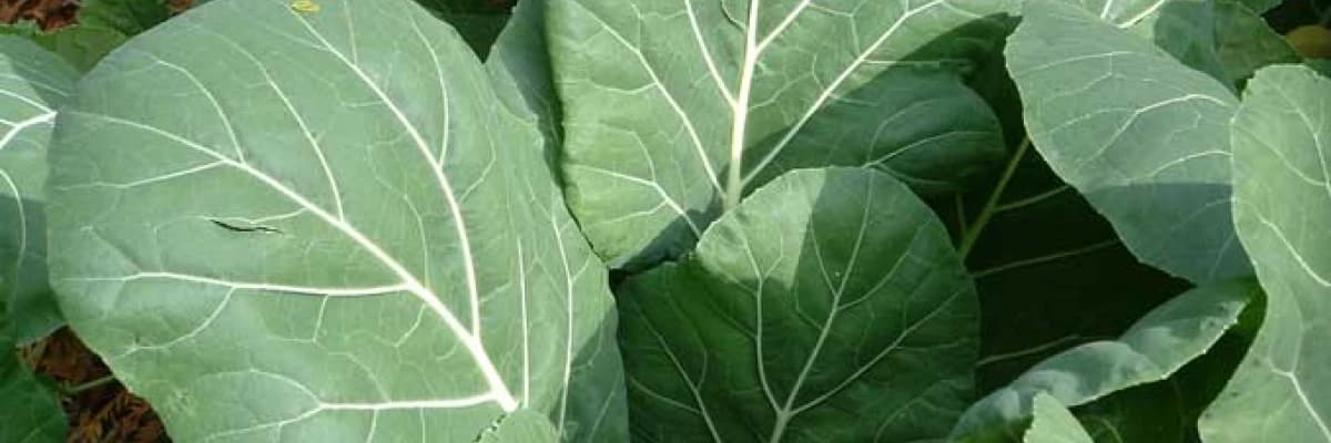 Karalahananın Faydaları