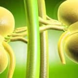 Böbrek hastalıklarının başlıca belirtileri