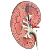 Böbrek hastalığını akla getirebilecek 11 temel yakınma