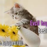 Evcil hayvan besleme