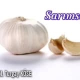 Sarımsak