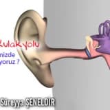 Dış kulakyolu dediğimizde ne anlıyoruz ?