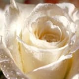 Dr. Zehra İlkbahar Profil Fotoğrafı