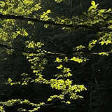 Aysun Aktaş Özkafacı