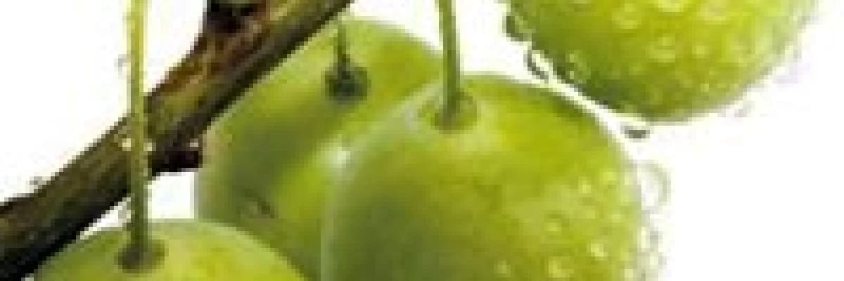 Ginko biloba tarihçesi