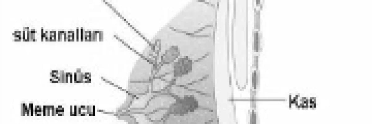 Meme Yapısı ve Kanseri