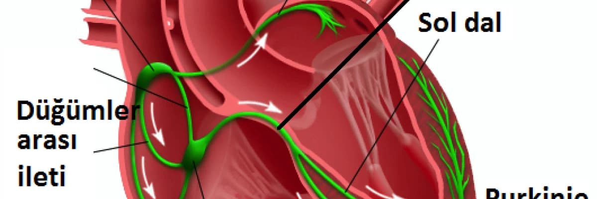 Kalp nasıl çalışır?