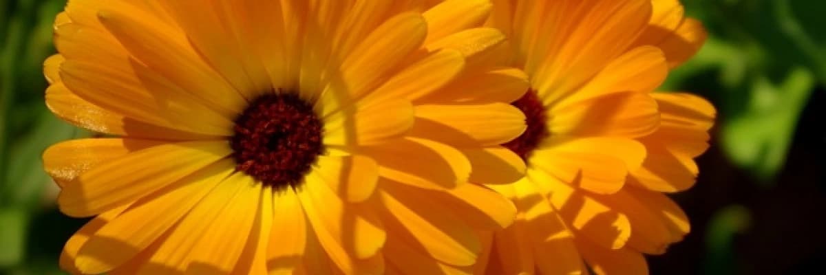 Makat çatlağı bitkisel tedavisi