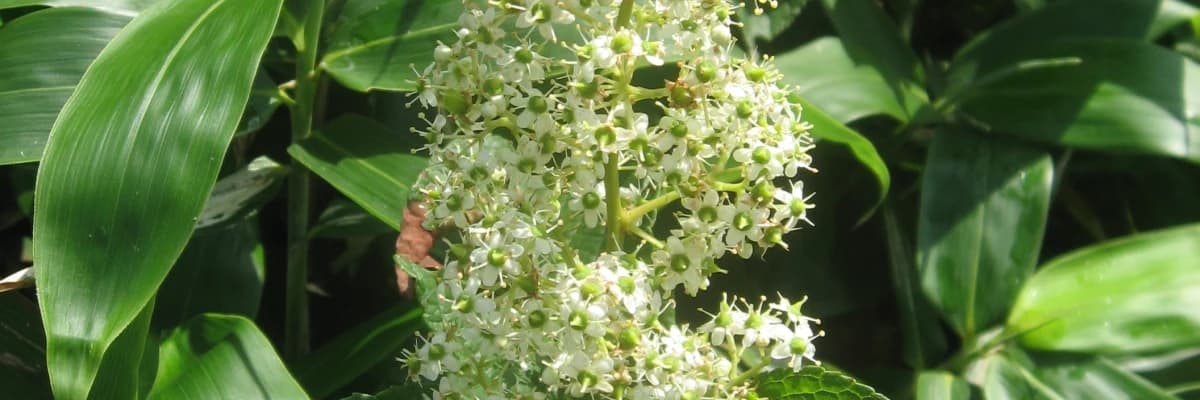 Tripterygium wilfordii ve fitoterapi ön yargıları