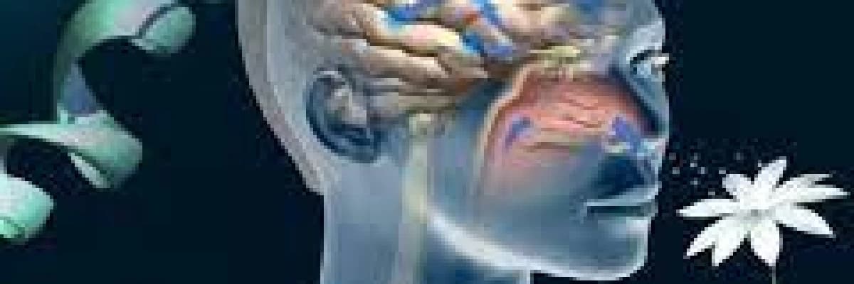 Kokuların nörobilimi