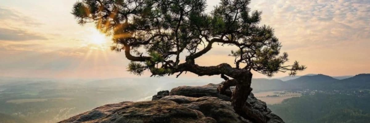 Travmaları Dönüştürmek: Psikolojik Esneklik, Sağlamlık ve Büyüme